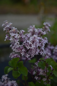 Korean Lilac